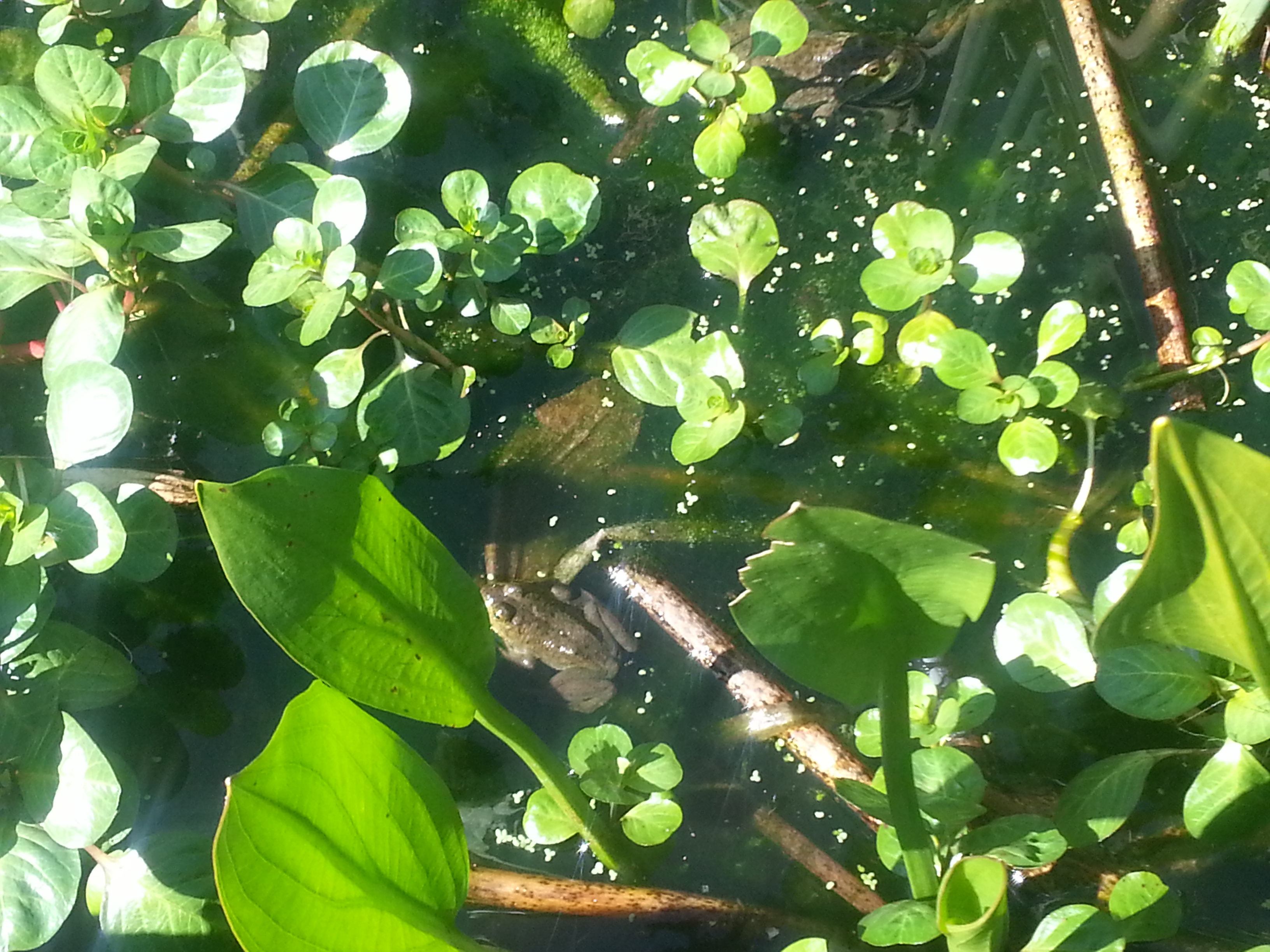 A Frog in the Wetland A Frog in the Wetland