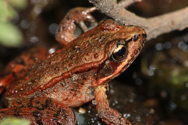California Red-legged Frog California Red-legged Frog